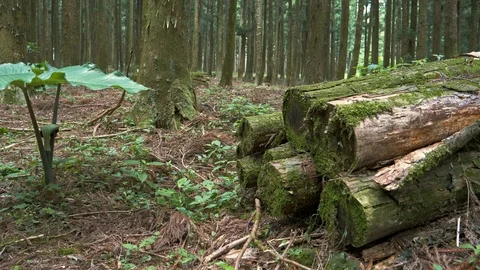 Pine tree forest Stock Footage 105862235