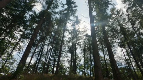 Pine tree forest Video stock 140360341