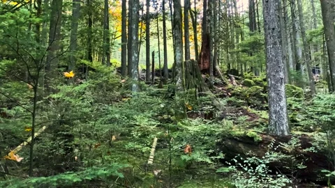 Pine Tree Forest Stock Footage 140760411