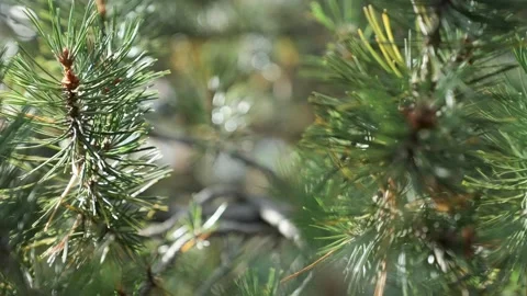 Pine Tree Forest Video stock 201404272