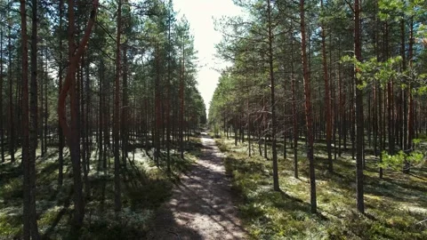Pine tree forest. Stock Footage 223410852