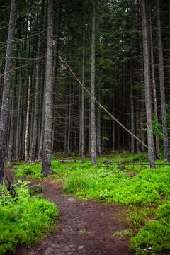 Pine tree forest footpath trail Stock Photos