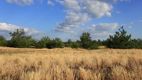 Pine tree forest glade with grass under a cloudy sky Stock Footage 142229135