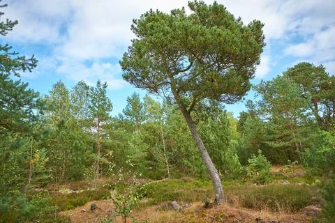 Pine tree forest with green shrubs on a cloudy blue sky. Lush greenery in a Stockfoto's