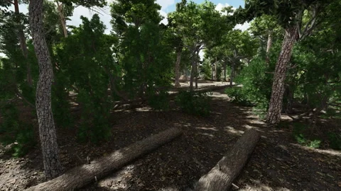 Pine tree forest, green trees and nature landscape, cut down trees and defor Stock Footage 239416567