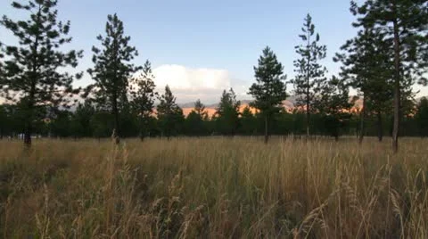 Pine tree forest hay slider Stock Footage 8993336