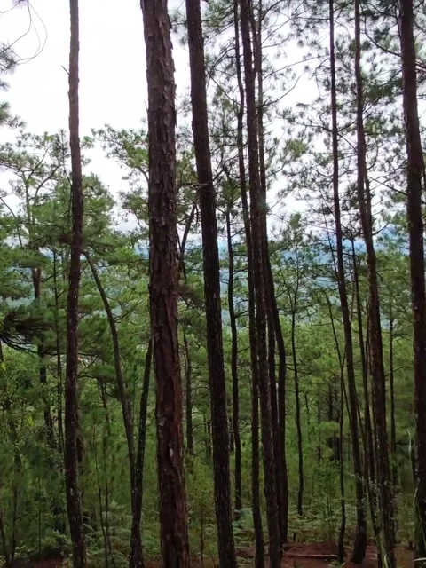 Pine Tree Forest Hillside Trail View Stock Footage 342267402