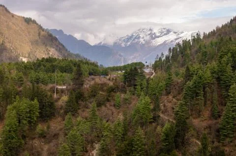Pine Tree Forest in the Himalayas Stock Photos