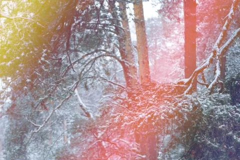 Pine tree forest image Stock Photos