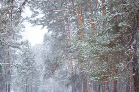 Pine tree forest image Stock Photos