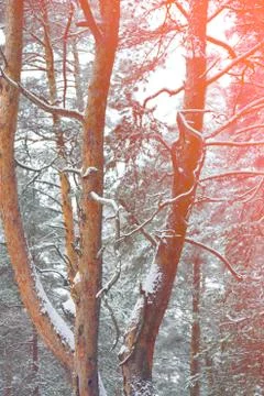 Pine tree forest image Stock Photos