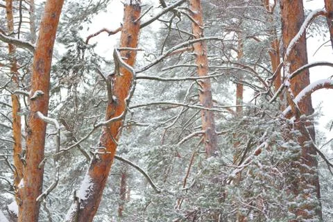 Pine tree forest image Stock Photos