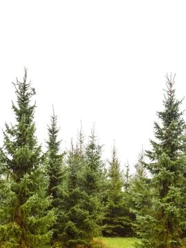 Pine tree forest isolated on white Stock Photos