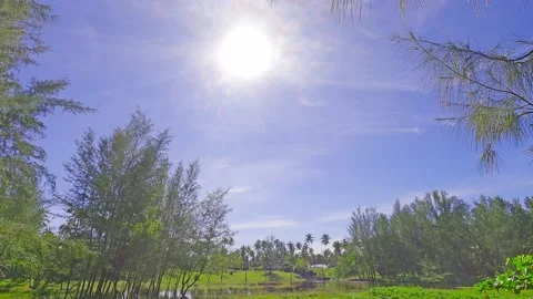 Pine tree forest with lake water in bright sun light ray on navy blue sky Stock Footage 162740491
