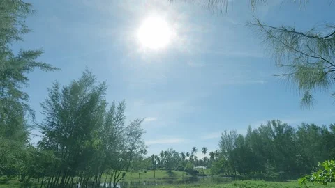 Pine tree forest with lake water in bright sun light ray on cyan blue sky Stock Footage 162743831