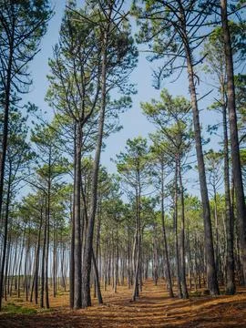 Pine tree forest landscape in Maceda Ovar Portugal Stock Photos