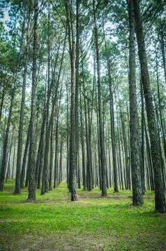 Pine tree forest landscape Fotos Stock