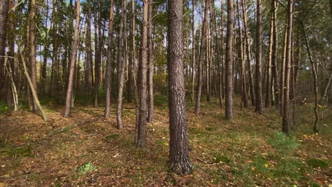 Pine tree forest lit by some soft sunlight at autumn. Stock-Footage 269078824