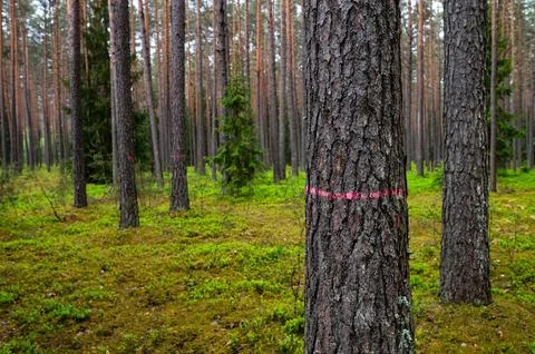 Pine tree in forest marked with red o be cut down Foto stock