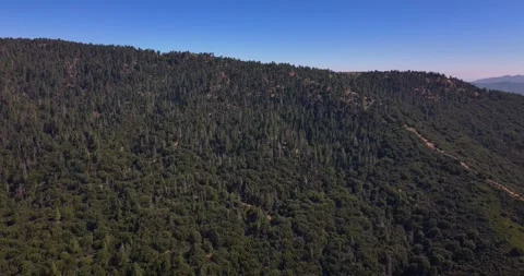 Pine Tree Forest Matilija Ojai California Aerial Video Video stock 280783928