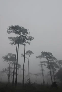 Pine tree forest in the mist Stock Photos