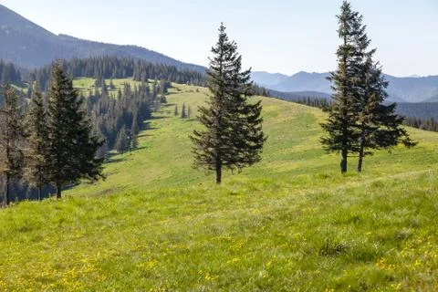 Pine Tree Forest in the Montains on a Nice Day Stock Photos