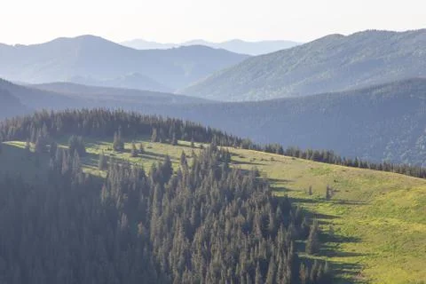 Pine Tree Forest in the Montains on a Nice Day Stock Photos