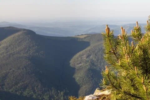 Pine Tree Forest in the Montains on a Nice Day Stock Photos