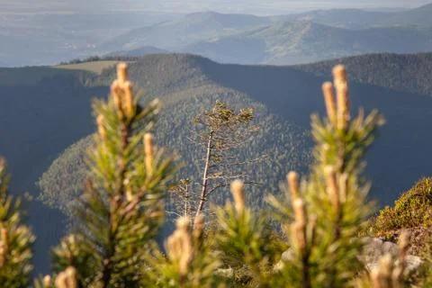 Pine Tree Forest in the Montains on a Nice Day Stock Photos