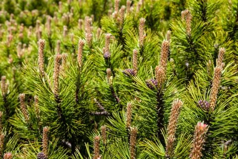 Pine Tree Forest in the Montains on a Nice Day Foto stock