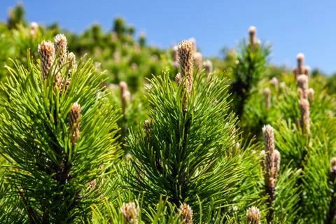 Pine Tree Forest in the Montains on a Nice Day Stock Photos
