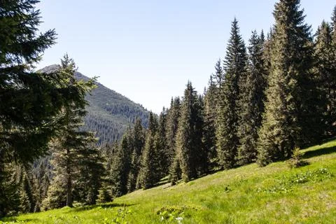 Pine Tree Forest in the Montains on a Nice Day Stock Photos