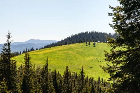 Pine Tree Forest in the Montains on a Nice Day Stock Photos