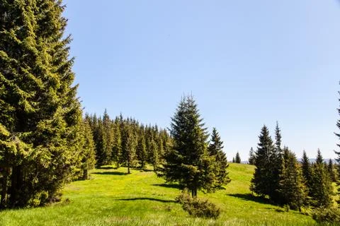 Pine Tree Forest in the Montains on a Nice Day Stock Photos