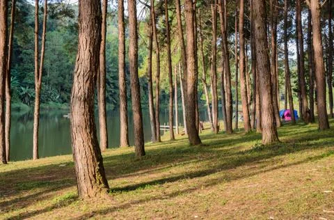 Pine tree forest in morning view Stock Photos