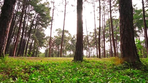 Pine tree forest in the morning,Pine tree forest pan left camera angle Stock Footage 68661079