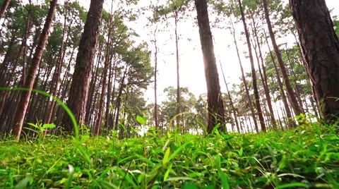 Pine tree forest in the morning,Pine tree forest tilt up camera angle Stock Footage 68661093