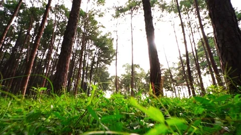 Pine tree forest in the morning,Pine tree forest tilt up camera angle Stock Footage 68661107