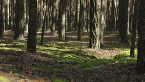 Pine tree forest moss pinecones on floor tracking shot Stock Footage 102643813