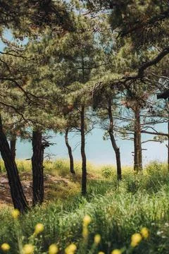 Pine tree forest in mountains against blue sea, Gelendzhik, Russia Stock Photos