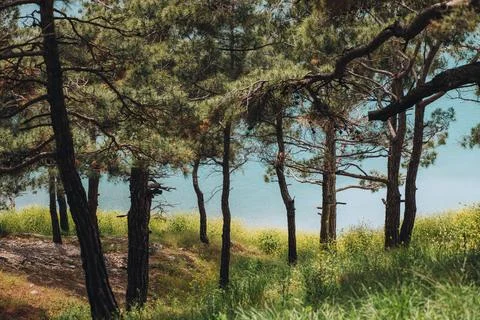 Pine tree forest in mountains against blue sea on a sunny day. Colorful natural Stock Photos