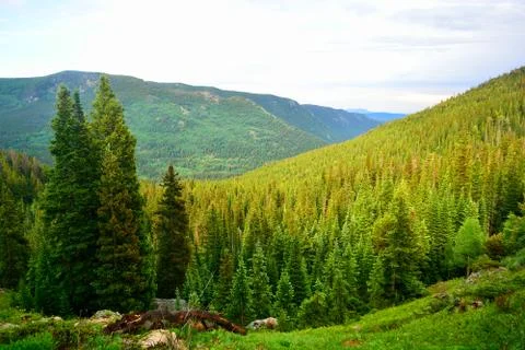 Pine Tree Forest In The Mountains Stock Photos