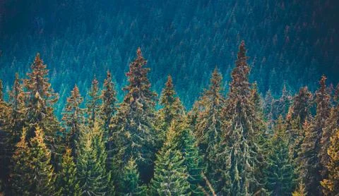Pine tree forest in the mountains Stock Photos