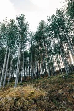 Pine tree forest in the mountains Stock Photos