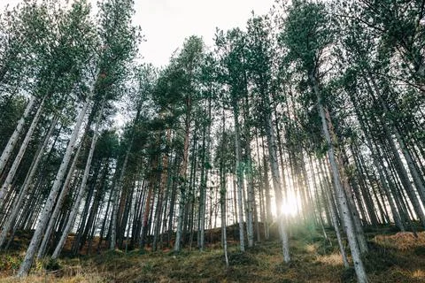 Pine tree forest in the mountains Stock Photos