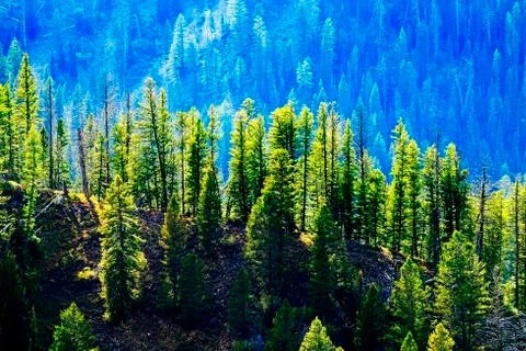 Pine Tree Forest in Mountains on Ridgeline Stock Photos