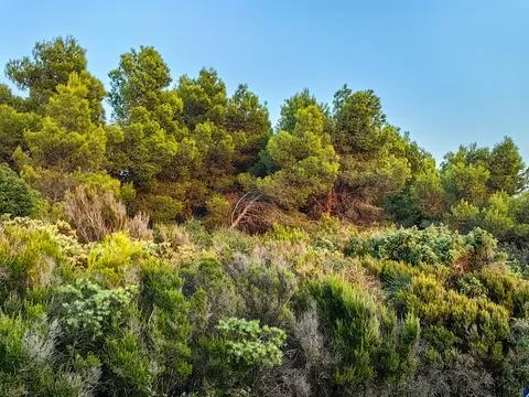 Pine tree forest in nature park Kamenjak in Medulin near Pula, Croatia Fotos Stock