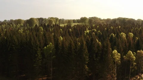 Pine Tree Forest Next to a Clearing on a Sunny Day Stock Footage 115450069