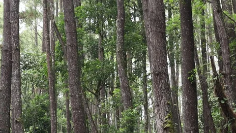 Pine tree in the forest of northern Sumatra Indonesia Video stock 119798403