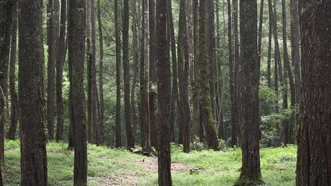 Pine tree in the forest of northern Sumatra Indonesia 스톡 동영상 119798407